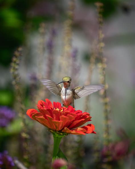 Focus Photography of Flying Hummingbird · Free Stock Photo