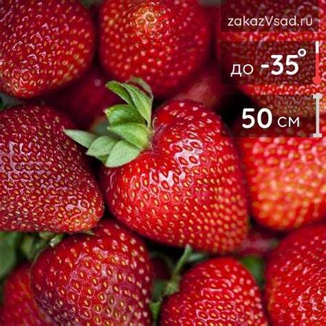 Клубника Сельва - фото и описание в каталоге питомника