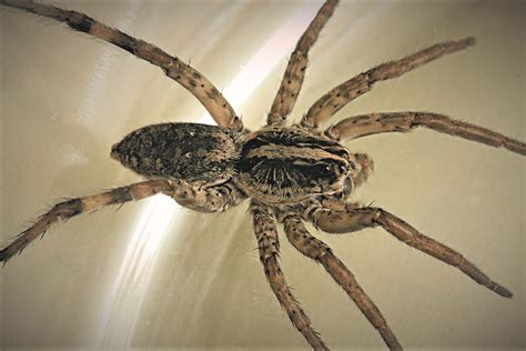 Garden Spider Brown With Striped Legs | Fasci Garden