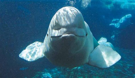 15 Jaw-dropping Facts About the Beluga Whales! - The CountDown List