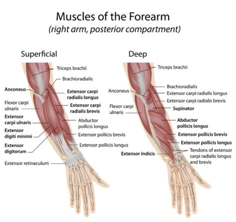 Anatomy Forearm Flashcards Quizlet