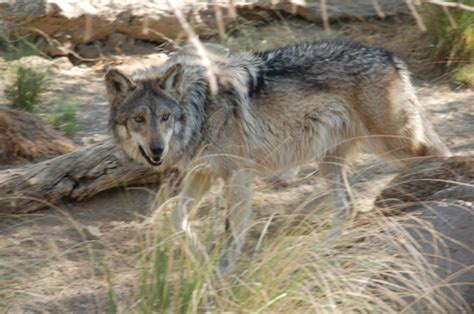 Mexican Wolf | The Life of Animals