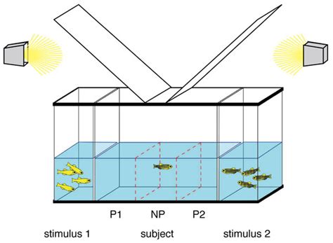 Sex Specific Perceptual Spaces For A Vertebrate Basal Social Aggregative Behavior Abstract