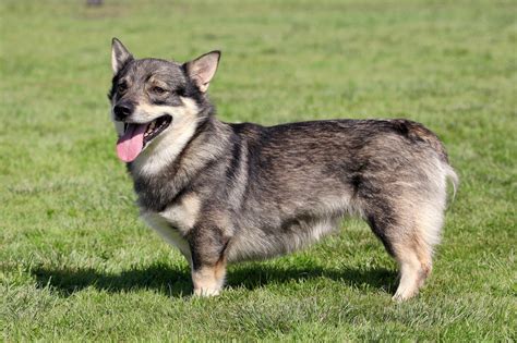 Swedish Vallhund Info, Temperament, Care, Puppies, Pictures