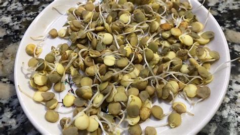 Paso a paso cómo cultivar germinados brotes y microgreens en casa