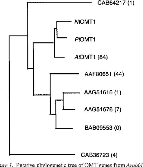 Figure From A New Arabidopsis Thaliana Mutant Deficient In The