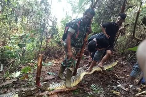 Vídeo cobra píton gigante de 9 metros engole mulher na Indonésia