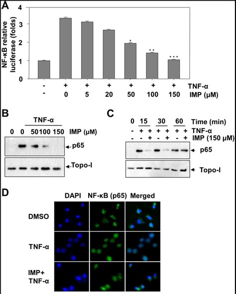 Imperatorin Efficiently Blocks Tnf α Mediated Activation Of Rospi3k