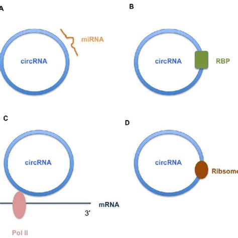 Schematic Diagram Of Regulatory Roles Or Functions Of Circular Rnas