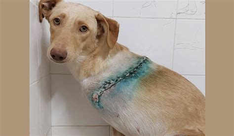 Sky la cagnolina che è stata ritrovata lacerata nella morsa di una