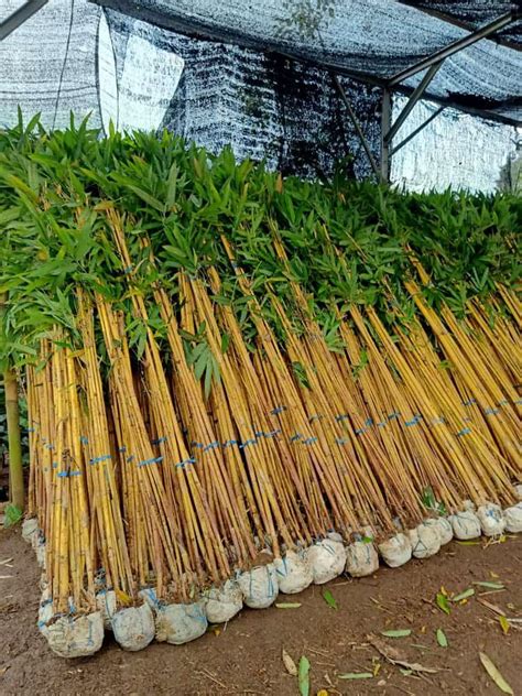 Pohon bambu kuning, Perkebunan di Carousell