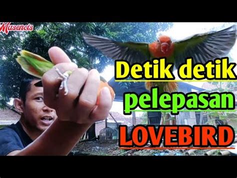 Jangan LAKUKAN INI Burungmu Bisa Kabur Manu Lulu Free Fly YouTube