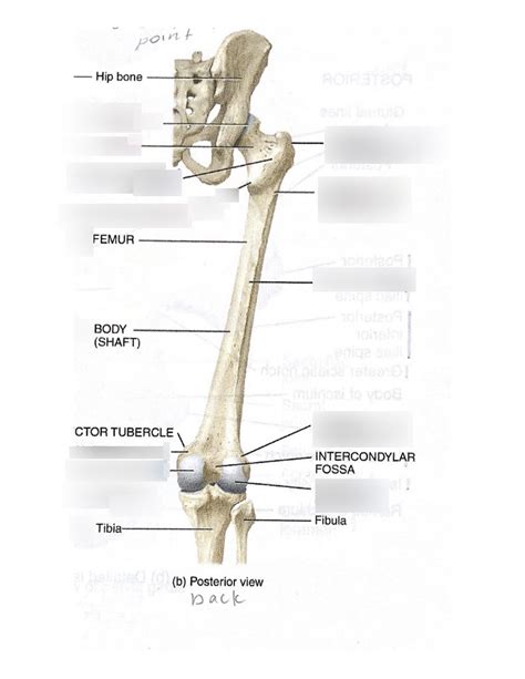 Lab 2 Lower Extremity Bones Femur 3 Diagram Quizlet