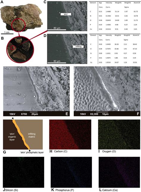 Sem Eds Micrographs And Elemental Composition Analyses Of An Untreated