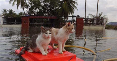 Fenomena Alam Banjir