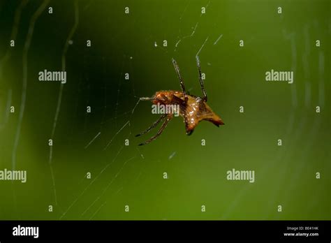 Orb-weaving spider in its web. Photographed in Costa Rica Stock Photo ...