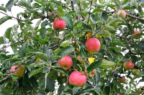 Apple Varieties Grown In Washington State