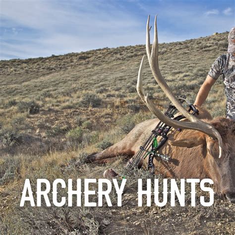 Cow Elk Hunts In Colorado At Reverse 7L Outfitters Meat Hunts