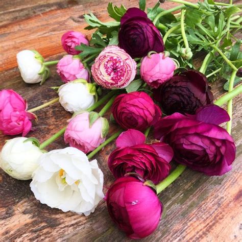 Ranunculus Pinks And Whites X5 Yorkshire Flower Farm