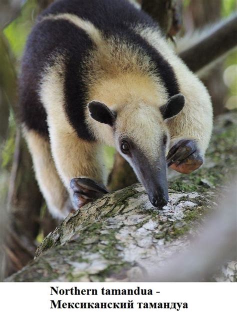 Пин от пользователя hellhound3448 на доске beautiful beasts. Nov 2015 ...