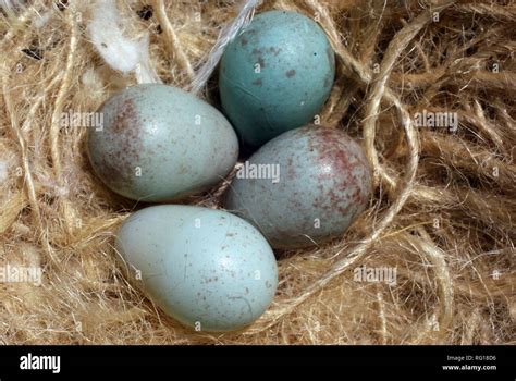 Canary eggs in the nest Stock Photo - Alamy