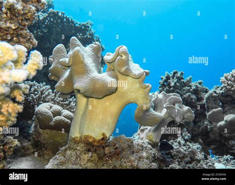 Trough Coral Hi Res Stock Photography And Images Alamy