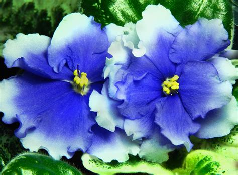 Фиалки стандарты (сенполии) купить на сайте "Квітка-краса" Украина