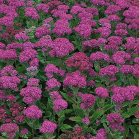 SEDUM SPECTABILE 'BRILLIANT' - Houtmeyers Plantencentrum en ...