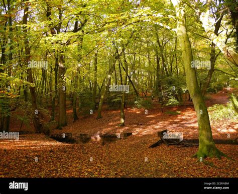 Burnham Beeches Burnham Buckinghamshire Uk Stock Photo Alamy