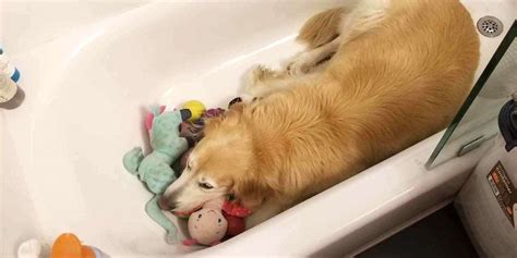 Golden Retriever Calms His Firework Anxiety By Bathing In His Toys ...