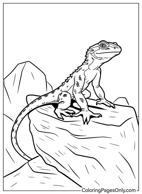 Lizard Coloring Pages Coloringpagesonly