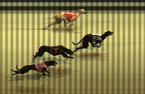 Thedogs Nowra 15 April 2024 Race 10