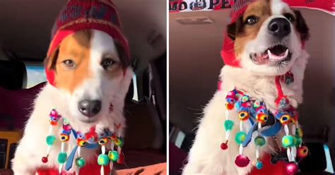 Viral Tiktok Arequipa Tan Peruano Como Nosotros Perrito