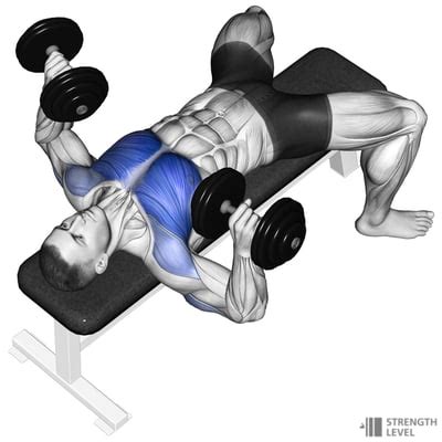 Dumbbell Bench Press Standards For Men And Women Lb Strength Level