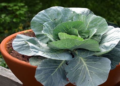 How To Grow Cabbage In Containers Growing Cabbage