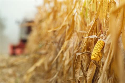 Corn Maize Harvest, Combine Harvester in Field Stock Photo - Image of ...