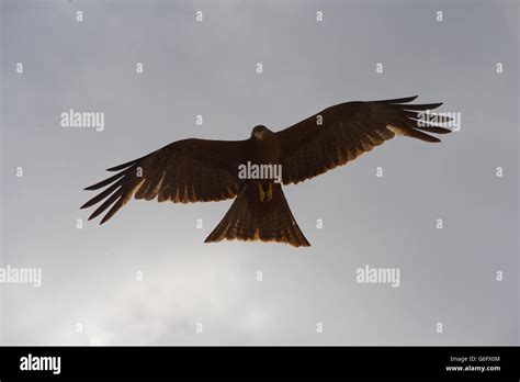 Black kite bird of prey, Harar, Ethiopia Stock Photo - Alamy