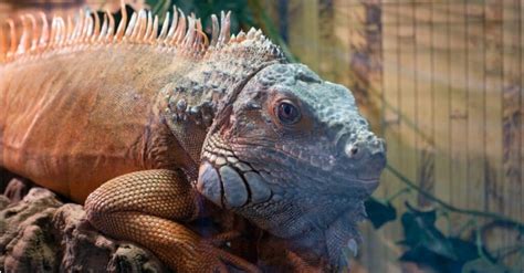 10 Key Facts About Iguanas A Z Animals