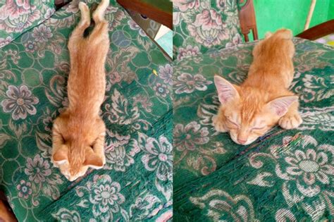 15 Foto Nyeleneh Kucing Oren Gak Selalu Galak