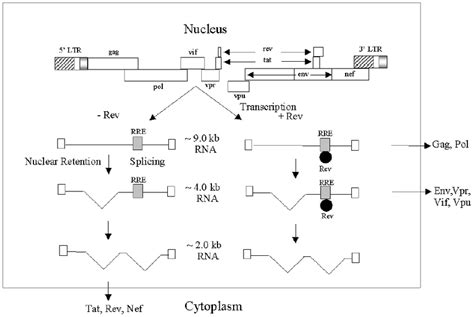 Rev mediated mRNA export from nucleus to cytoplasm. The ~9.0 kb primary ... 