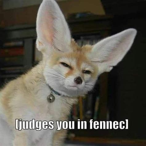 Pin By Aquarellia On Aww Cute Animals Cute Funny Animals Pet Fox