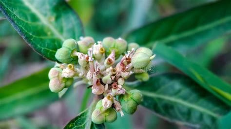 Euphorbia Heterophylla is a Plant that Belongs To the Family Euphorbiaceae Stock Image - Image ...