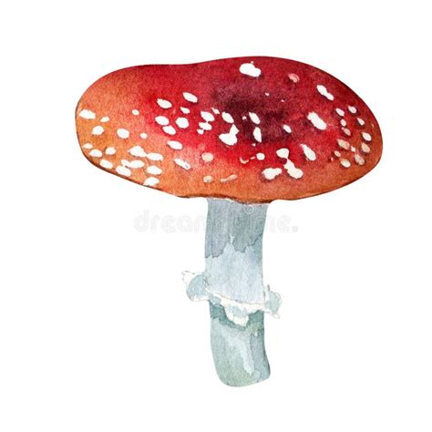 Red Fly Agaric Toadstool Watercolor Illustration Isolated On White