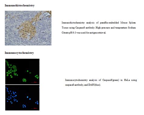 Caspase Cleaved Caspase Mouse Mab