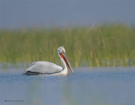 Get To Know The Dalmatian Pelican - Facts, Myths and Photos