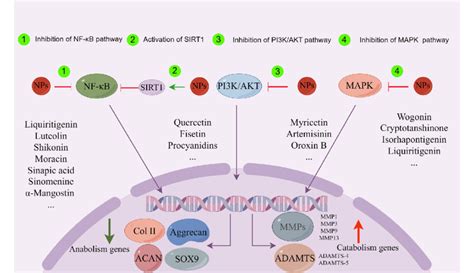 The Main Signaling Pathways In Catabolism And Anabolism Of Cartilage