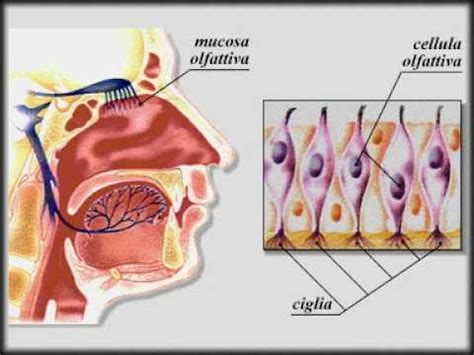 L Olfatto YouTube