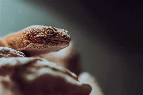 Green and Red Lizard · Free Stock Photo