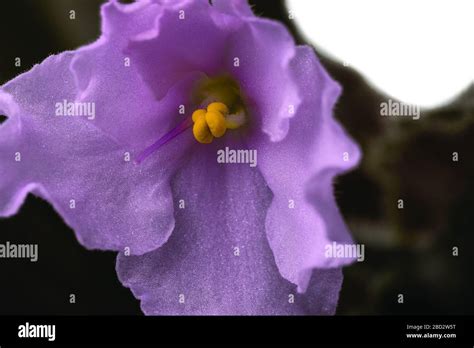 Top View Of A Gorgeous Violets Flower Isolated On Background Beautiful