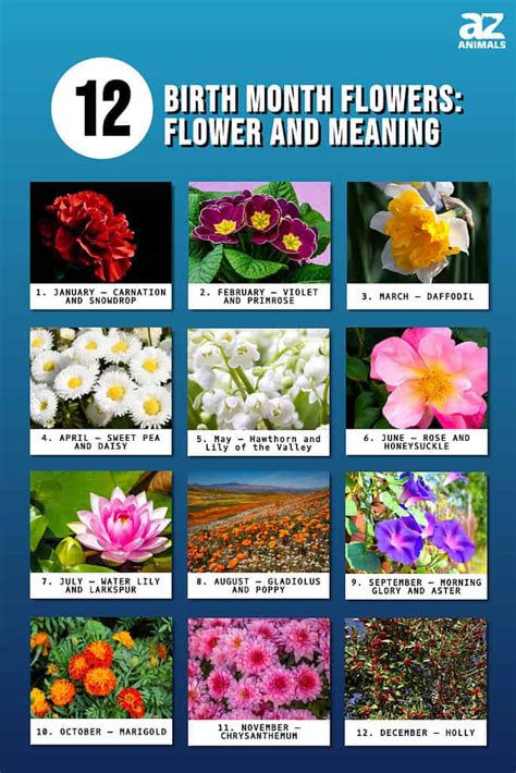 Australian Native Birth Flower Chart Prices Oceanproperty Co Th